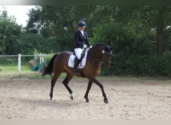 KWPN, Gelding, 7 years, 16,1 hh, Brown