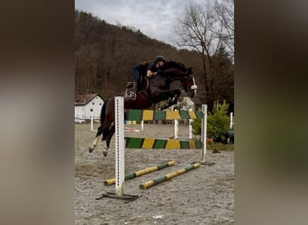KWPN, Gelding, 7 years, 16,1 hh, Brown