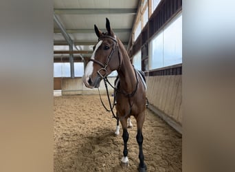 KWPN, Gelding, 7 years, 16,1 hh, Brown