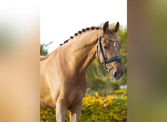 KWPN, Gelding, 7 years, 16,1 hh, Chestnut-Red