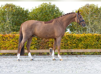 KWPN, Gelding, 7 years, 16,1 hh, Chestnut-Red