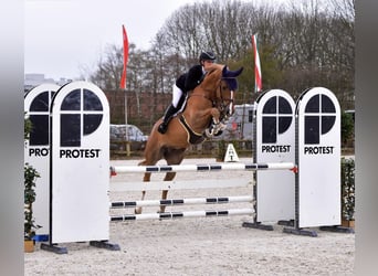 KWPN, Gelding, 7 years, 16,1 hh, Chestnut