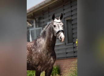 KWPN, Gelding, 7 years, 16,1 hh, Grey-Dapple