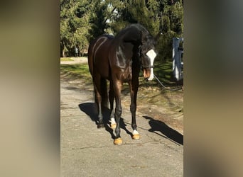 KWPN, Gelding, 7 years, 16,2 hh, Bay