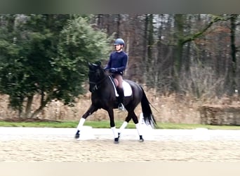 KWPN, Gelding, 7 years, 16,2 hh, Black
