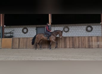 KWPN, Gelding, 7 years, 16,2 hh, Brown