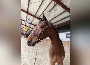 KWPN, Gelding, 7 years, 16,2 hh, Brown
