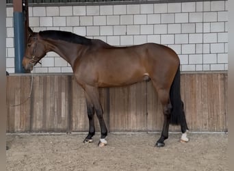 KWPN, Gelding, 7 years, 16,2 hh, Brown