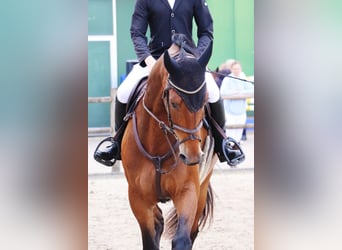 KWPN, Gelding, 7 years, 16,2 hh, Brown