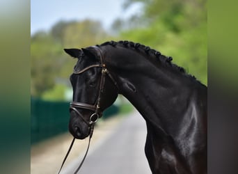 KWPN, Gelding, 7 years, 16,2 hh, Smoky-Black