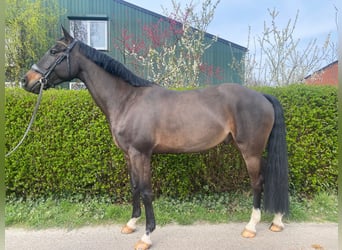 KWPN, Gelding, 7 years, 16,2 hh, Smoky-Black