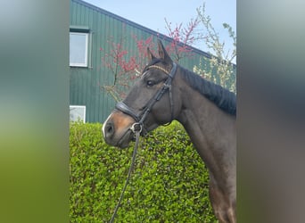 KWPN, Gelding, 7 years, 16,2 hh, Smoky-Black