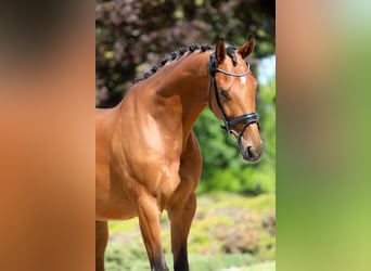 KWPN, Gelding, 7 years, 16,3 hh, Brown