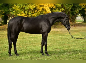 KWPN, Gelding, 7 years, 16,3 hh, Smoky-Black