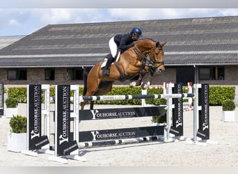 KWPN, Gelding, 7 years, 17.1 hh