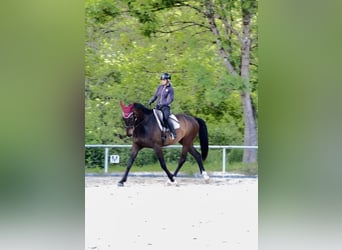 KWPN, Gelding, 7 years, 17.2 hh, Bay-Dark