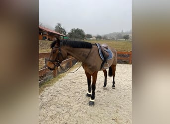 KWPN, Wallach, 7 Jahre, 17,2 hh, Brauner