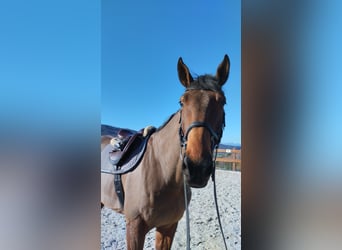 KWPN, Wallach, 7 Jahre, 17,2 hh, Brauner