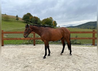 KWPN, Wallach, 7 Jahre, 17,2 hh, Brauner