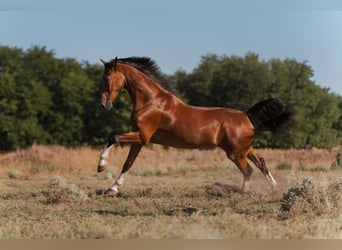 KWPN, Gelding, 7 years, 17 hh, Bay