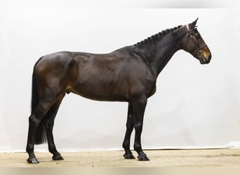 KWPN, Gelding, 7 years, 17 hh, Bay-Dark