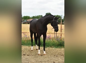 KWPN, Gelding, 7 years, 17 hh, Black