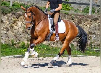 KWPN, Gelding, 7 years, 17 hh, Brown