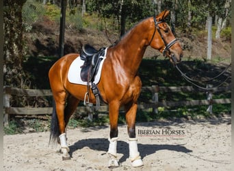 KWPN, Gelding, 7 years, 17 hh, Brown