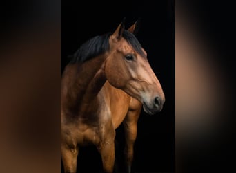 KWPN, Gelding, 7 years, 17 hh, Brown-Light