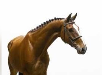 KWPN, Gelding, 7 years, 17 hh, Brown