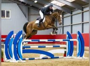 KWPN, Gelding, 7 years, 17 hh, Brown