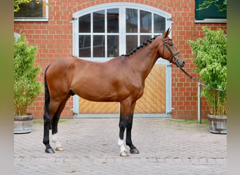 KWPN, Gelding, 7 years, 17 hh, Brown