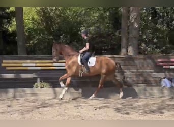 KWPN, Gelding, 7 years, 17 hh, Chestnut-Red