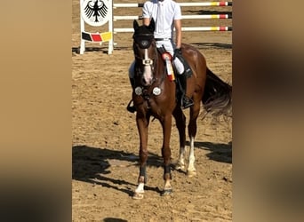 KWPN, Gelding, 7 years, 17 hh, Chestnut-Red