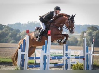 KWPN, Gelding, 7 years, 17 hh, Chestnut-Red