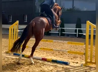 KWPN, Gelding, 7 years, 17 hh, Chestnut-Red