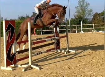 KWPN, Gelding, 7 years, 17 hh, Chestnut-Red