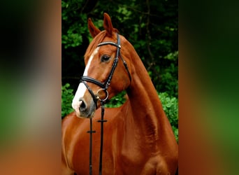 KWPN, Gelding, 7 years, 17 hh, Chestnut-Red