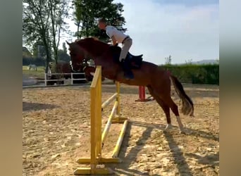 KWPN, Gelding, 7 years, 17 hh, Chestnut-Red