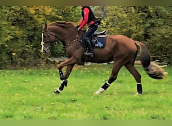 KWPN, Gelding, 7 years, 17 hh, Chestnut-Red