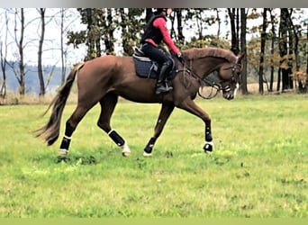 KWPN, Gelding, 7 years, 17 hh, Chestnut-Red