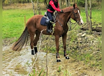 KWPN, Gelding, 7 years, 17 hh, Chestnut-Red