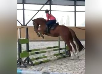 KWPN, Gelding, 7 years, 17 hh, Chestnut-Red