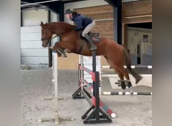 KWPN, Gelding, 7 years, 17 hh, Chestnut-Red