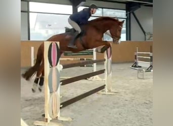 KWPN, Gelding, 7 years, 17 hh, Chestnut-Red