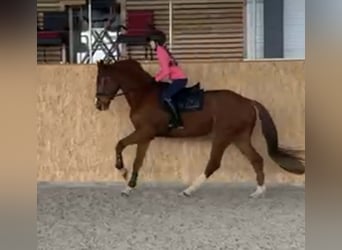 KWPN, Gelding, 7 years, 17 hh, Chestnut-Red