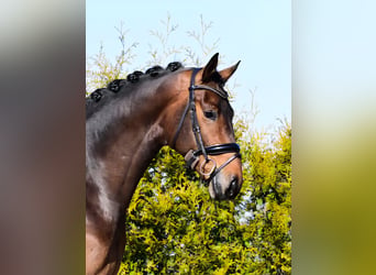 KWPN, Gelding, 7 years, 17 hh