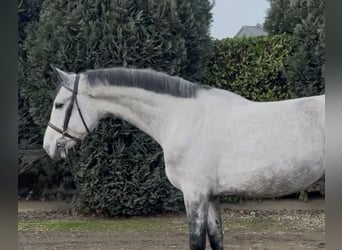 KWPN, Gelding, 7 years, 17 hh, Grey-Blue-Tan