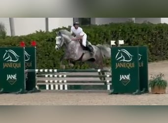 KWPN, Gelding, 7 years, 17,1 hh, Gray