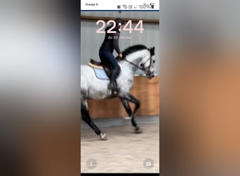 KWPN, Gelding, 7 years, 17,2 hh, Grey-Dapple